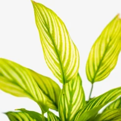 Calathea Vittata -The Tree Center Calathea Vittata 1G 05 copy 600x600 1