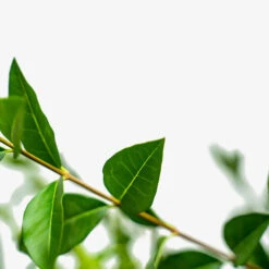 California Privet -The Tree Center California Privet 7G 03 600x600 1