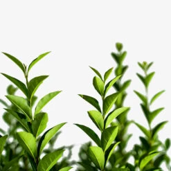 California Privet -The Tree Center California Privet 7G 04 copy 600x600 1