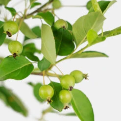 Callaway White Crabapple Tree -The Tree Center Callaway White Crabapple Tree 5G 02 copy 3 600x600 1