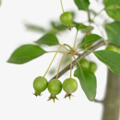 Callaway White Crabapple Tree -The Tree Center Callaway White Crabapple Tree 5G 05 copy 2 600x600 1