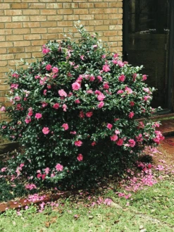 Shi-Shi Gashira Camellia -The Tree Center Camellia Shi Shi Gashira 1