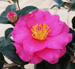 Shi-Shi Gashira Camellia -The Tree Center Camellia Shi Shi Gashira 2 600x552 1