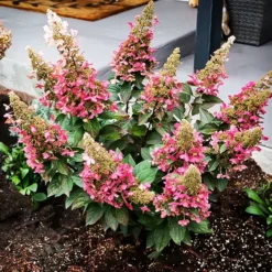 Candelabra Hydrangea 5 Candelabra Hydrangea -The Tree Center Candlabra Hydrangea 1 copy jpg webp