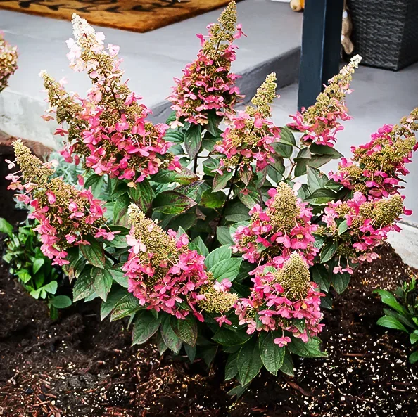 Candelabra Hydrangea 3 Candelabra Hydrangea - Image 3