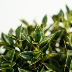 Carissa Holly -The Tree Center Carissa Holly 3G 02 copy 1 600x600 1