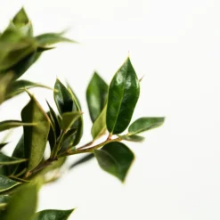 Carissa Holly -The Tree Center Carissa Holly 3G 04 copy 600x600 1