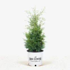 Carolina Sapphire Arizona Cypress -The Tree Center Carolina Sapphire Cypress 7G 01 jpg 600x600 1