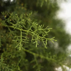 Carolina Sapphire Arizona Cypress