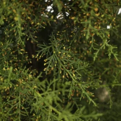 Carolina Sapphire Arizona Cypress -The Tree Center Carolina Sapphire Cypress 7G 06 copy scaled 600x600 1