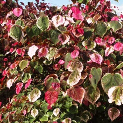 Carolina Sweetheart® Redbud -The Tree Center Carolina Sweetheart Redbud 2 copy 600x600 1