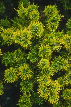 Carstens Wintergold Mugo Pine -The Tree Center Carstens Wintergold Mugo Pine 03 jpg webp