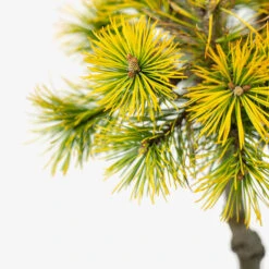 Carsten's Wintergold Mugo Pine - Tree Form -The Tree Center Carstens Wintergold Mugo Pine 2G 02 copy 600x600 1
