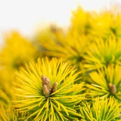 Carsten's Wintergold Mugo Pine - Tree Form -The Tree Center Carstens Wintergold Mugo Pine 2G 06 copy 600x600 1