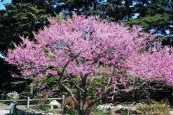 Cascading Hearts Redbud Tree -The Tree Center Cascading Hearts Redbud Tree 1 copy 600x399 1