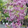 Cascading Hearts Redbud Tree