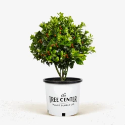 Castle Spire Blue Holly -The Tree Center Castle Spire Blue Holly 5G 01 600x600 1