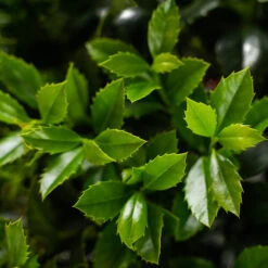 Castle Spire Blue Holly -The Tree Center Castle Spire Blue Holly 5G 05 copy 600x600 1