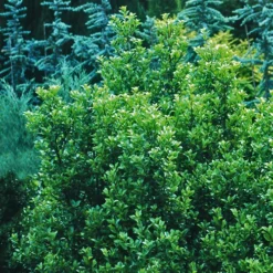 Castle Wall Blue Holly 6 Castle Wall Blue Holly -The Tree Center Castle Wall Blue Holly 3 copy jpg