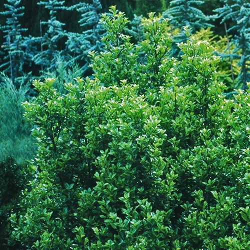 Castle Wall Blue Holly 3 Castle Wall Blue Holly - Image 3