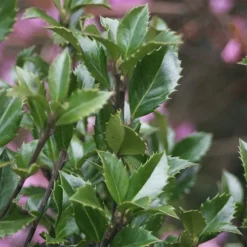 Castle Wall Blue Holly 7 Castle Wall Blue Holly -The Tree Center Castle Wall Blue Holly 4 copy jpg
