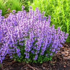 Cat’s Pajamas Catmint