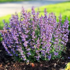 Cat’s Pajamas Catmint -The Tree Center Catmint Cats Pajamas 2 copy jpg webp