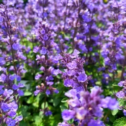 Cat’s Pajamas Catmint -The Tree Center Catmint Cats Pajamas 4 copy jpg webp