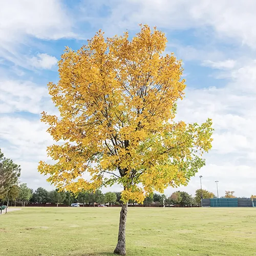 Cedar Elm Tree 2 Cedar Elm Tree - Image 2