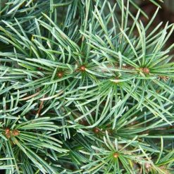 Blue Angel Lebanon Cedar -The Tree Center Cedrus libani ‘Blue Angel 4 copy jpg