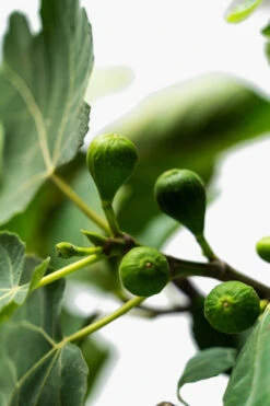 Celeste Fig Tree 8 Celeste Fig Tree -The Tree Center Celeste Fig Tree 7G 03 copy 600x900 1