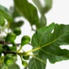 Celeste Fig Tree