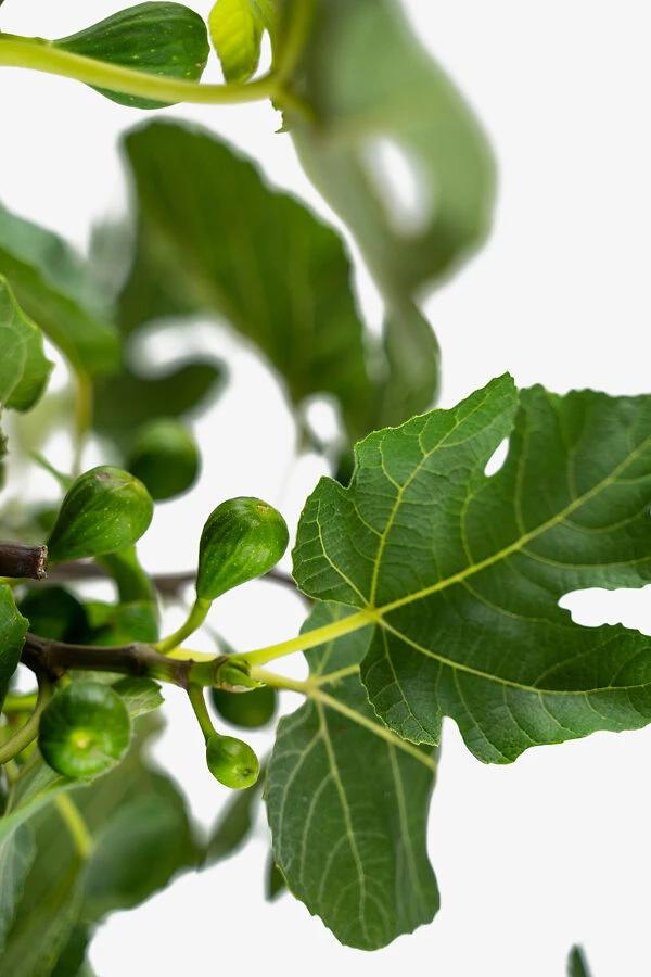 Celeste Fig Tree 1 Celeste Fig Tree