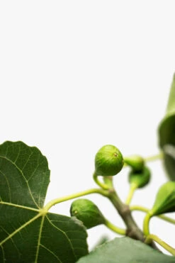 Celeste Fig Tree 9 Celeste Fig Tree -The Tree Center Celeste Fig Tree 7G 08 copy 600x900 1