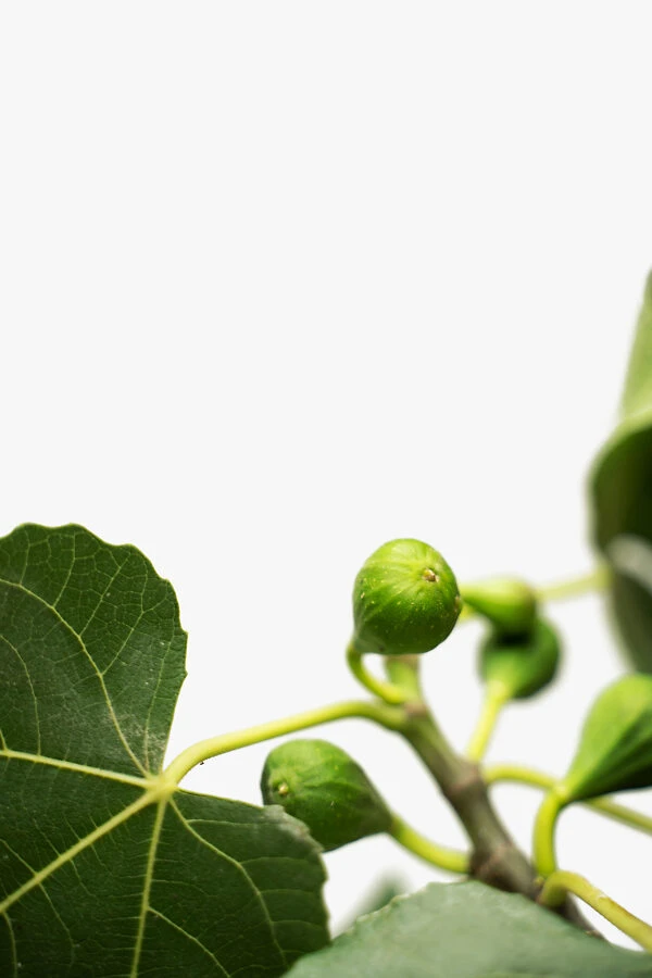 Celeste Fig Tree 5 Celeste Fig Tree - Image 5