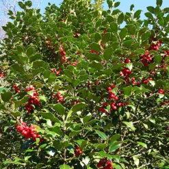 Centennial Girl Holly 6 Centennial Girl Holly -The Tree Center Centennial Girl Holly 2 copy 600x600 1