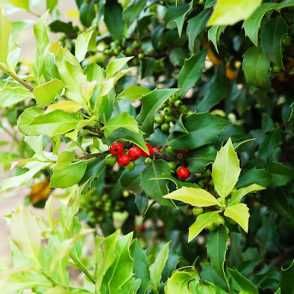 Centennial Girl Holly 4 Centennial Girl Holly - Image 4