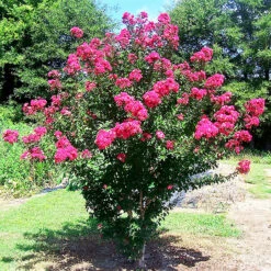 Centennial Spirit Crape Myrtle -The Tree Center Centennial Spirit Crape Myrte 1 copy 600x600 1