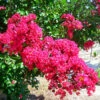Centennial Spirit Crape Myrtle