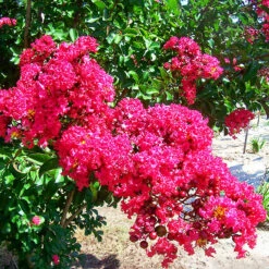 Centennial Spirit Crape Myrtle