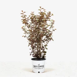 Center Glow Ninebark -The Tree Center Center Glow Ninebark 5G 01 600x600 1
