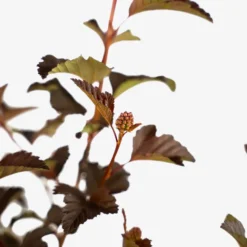 Center Glow Ninebark -The Tree Center Center Glow Ninebark 5G 02 copy 600x600 1