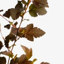 Center Glow Ninebark -The Tree Center Center Glow Ninebark 5G 04 copy 600x600 1