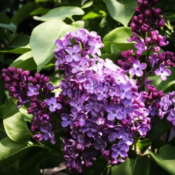 Charles Joly Lilac -The Tree Center Charles Joly Lilac 2 copy 600x600 1