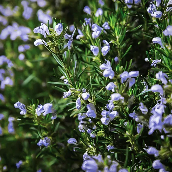 Chef's Choice® Rosemary 2 Chef's Choice® Rosemary - Image 2