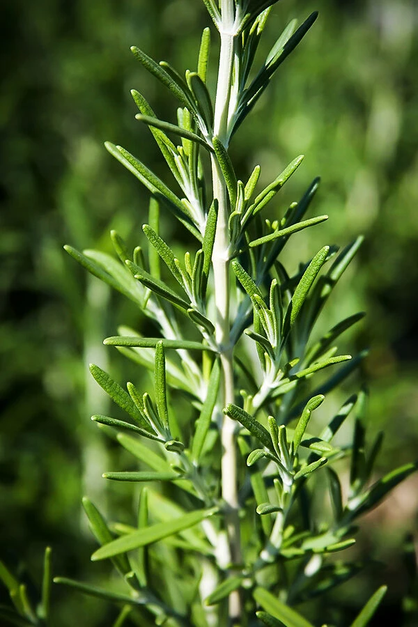 Chef's Choice® Rosemary 1 Chef's Choice® Rosemary