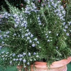 Chef's Choice® Rosemary 5 Chef's Choice® Rosemary -The Tree Center Chefs Choice Rosemary 3 copy jpg webp