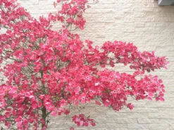 Cherokee Chief Dogwood Tree 7 Cherokee Chief Dogwood Tree -The Tree Center Cherokee Chief Dogwood Tree 03 600x450 1