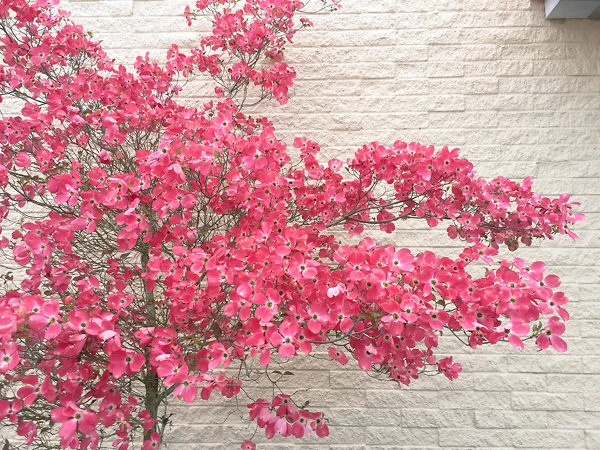 Cherokee Chief Dogwood Tree 3 Cherokee Chief Dogwood Tree - Image 3