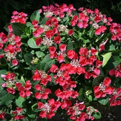 Cherry Explosion Hydrangea 9 Cherry Explosion Hydrangea -The Tree Center Cherry Explosion Hydrangea 4 copy jpg webp